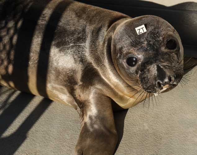 elephant seal Scalpin