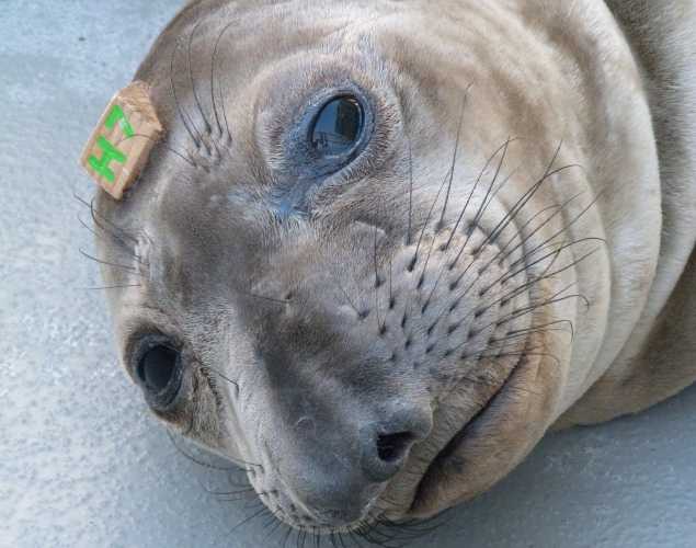 northern elephant seal Kent