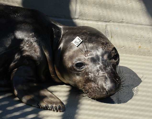 elephant seal Clipper