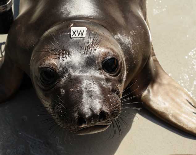 northern elephant seal Wolfgang