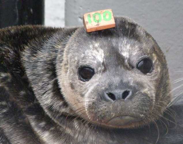 harbor seal Bunnie
