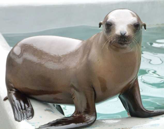 California sea lion Novem