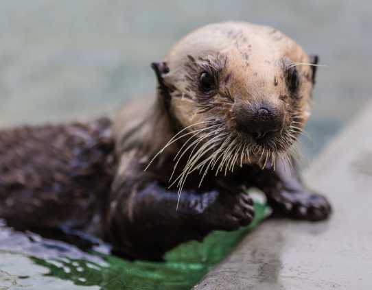 sea otter pup patient Langly