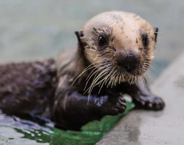 sea otter pup patient Langly