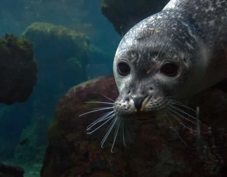 A harbor seal with white whiskers dives underwater in the murky ocean.