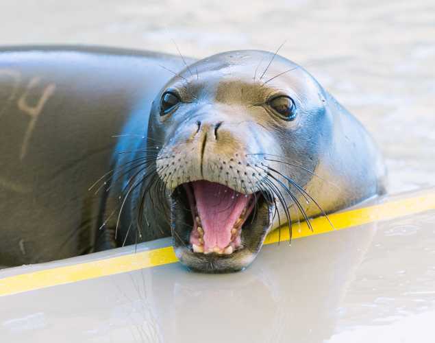 Hawaiian monk seal Maiapilo
