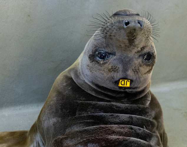Northern elephant seal pup