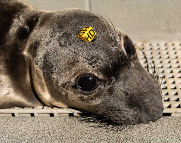 Northern elephant seal pup