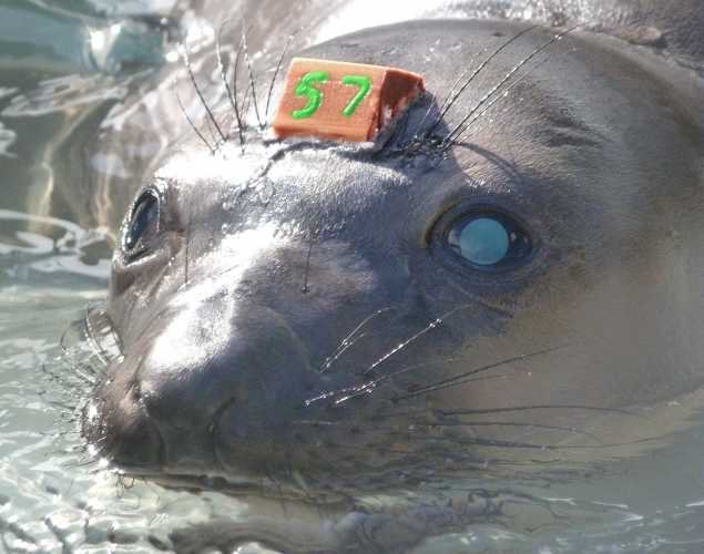 elephant seal Jetter