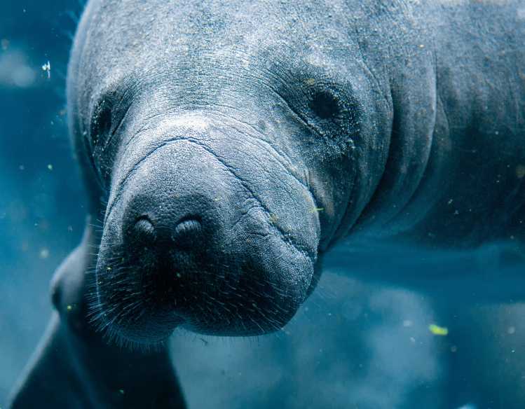 manatee looking directly at you