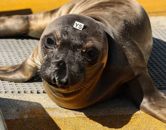 northern elephant seal Shiso