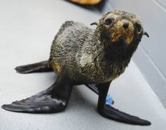 Guadalupe fur seal pup