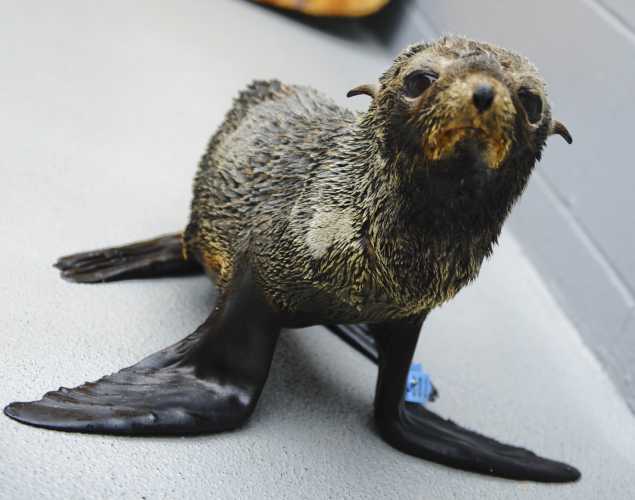 Guadalupe fur seal patient in a rehabilitation pen