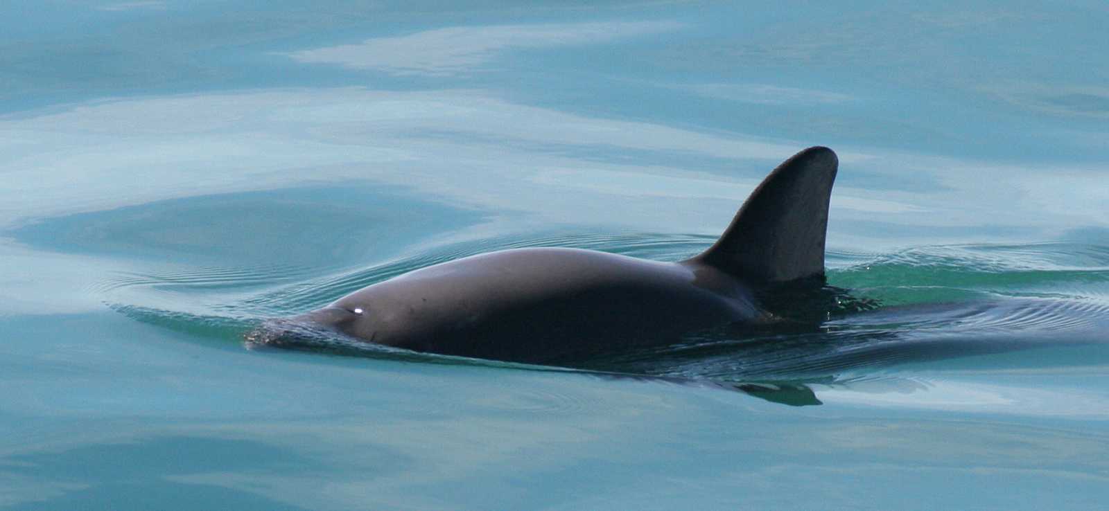 vaquita surfacing