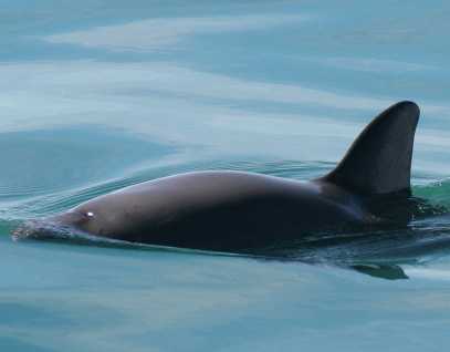 vaquita surfacing