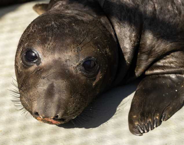 northern elephant seal Tapenade