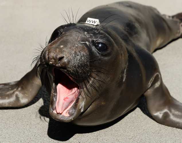 northern elephant seal Willet