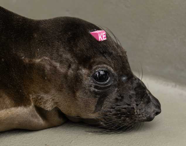 northern elephant seal Easy