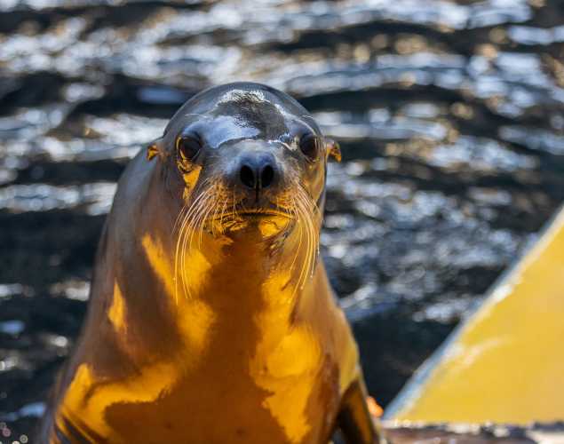 sea lion named Noaharc