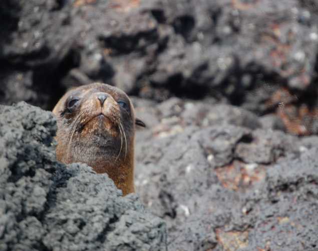 Guadalupe fur seal hiding behind a rock