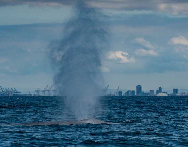 A whale spout rises above the ocean surface in front of an industrial city.