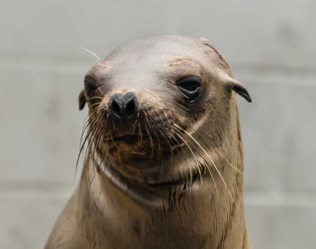 California sea lion Twig