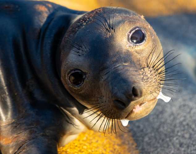 northern elephant seal Ramone