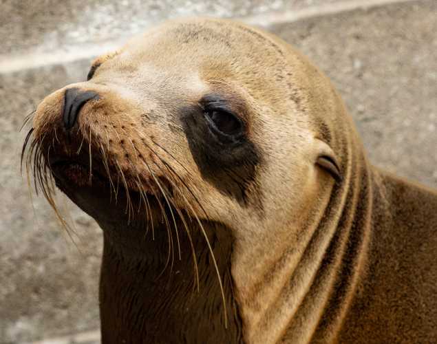 California sea lion klaatu