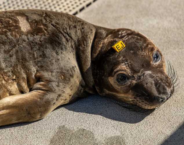 Northern elephant seal pup