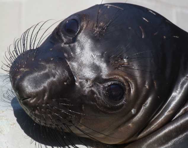 northern elephant seal Limpette