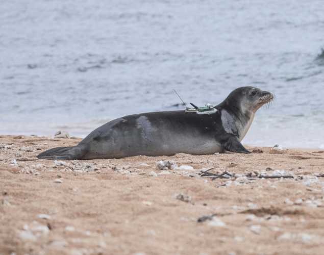 Hawaiian monk seal RH38 is released