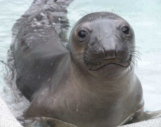 northern elephant seal Sotovoce
