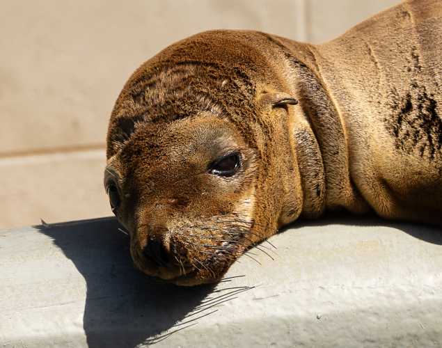 California sea lion Daffodil