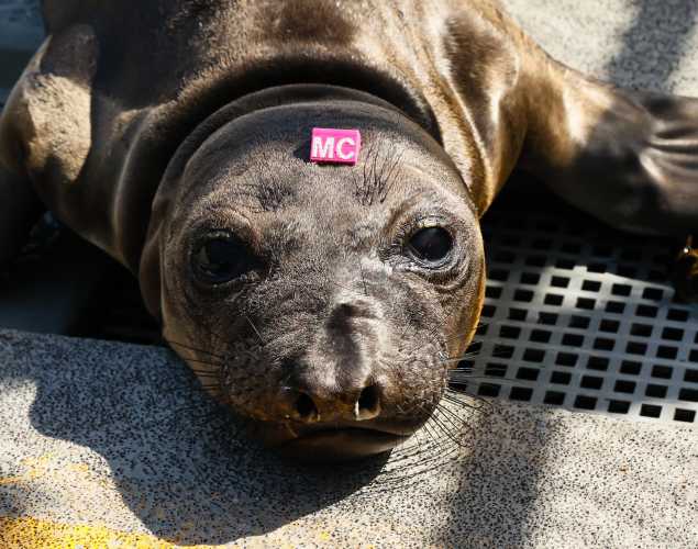northern elephant seal Michilli
