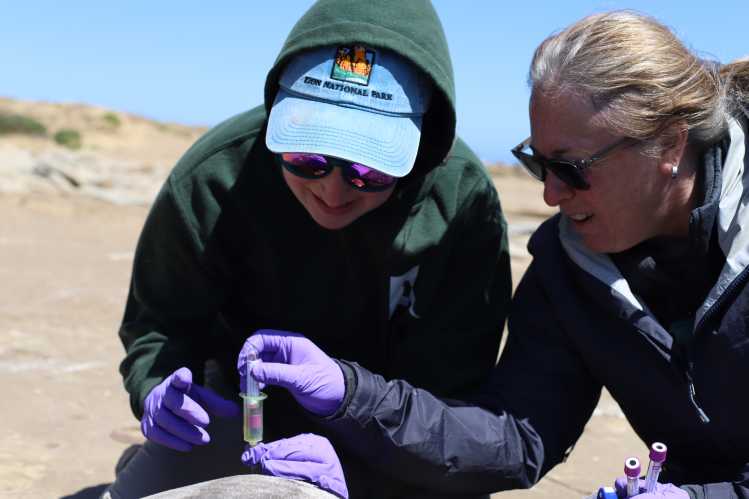 Two researchers on a beach use a syringe to collect a blood sample from an elephant seal.