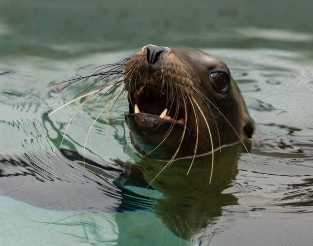 California sea lion Bodey