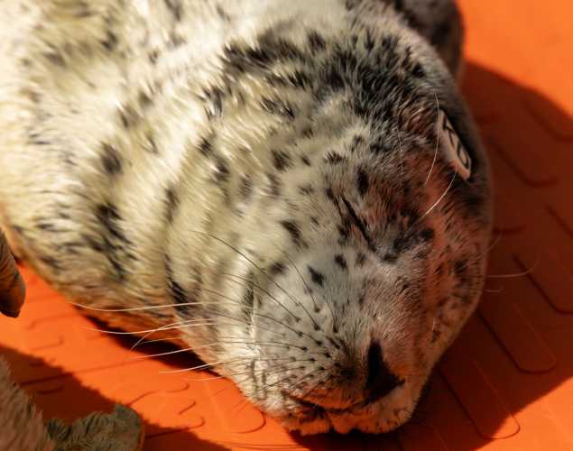harbor seal pup