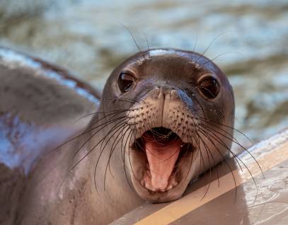 Hawaiian monk seal Ahonui