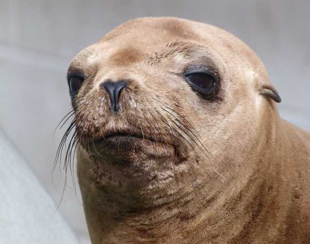 California sea lion Upsie