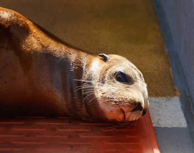 California sea lion Justen