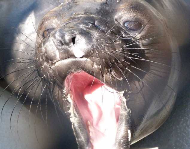 northern elephant seal Subi