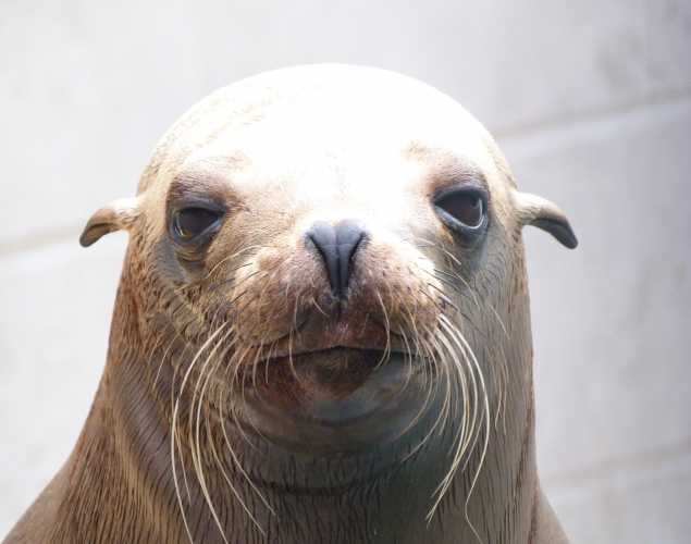 California sea lion Camila