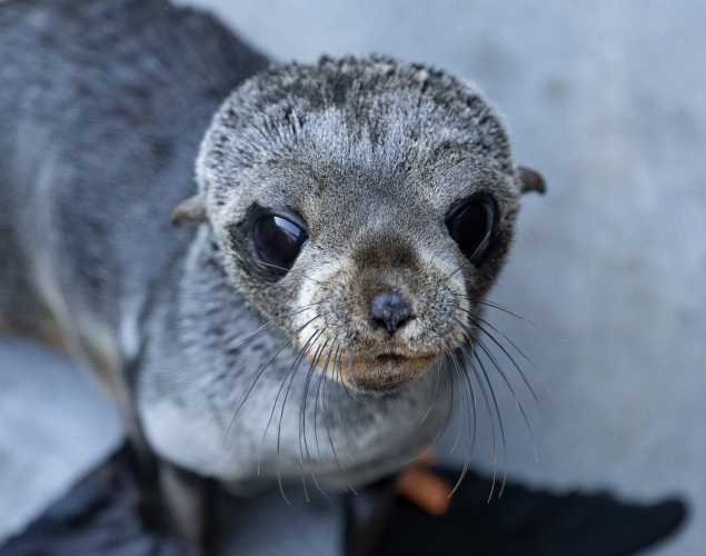Guadalupe fur seal Sloopy