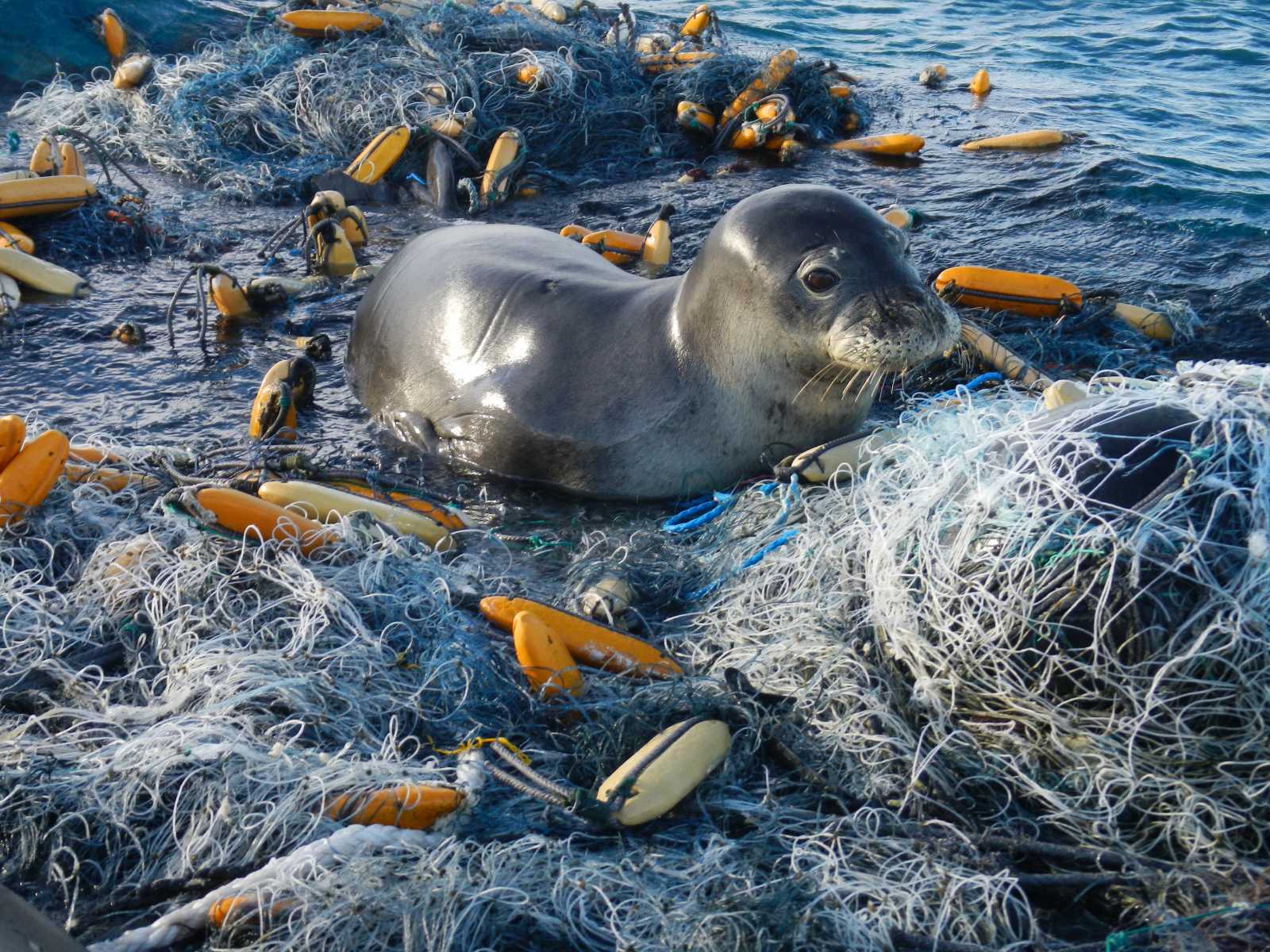 Hawaiian monk seal tangled in fishing gear