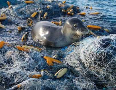 Hawaiian monk seal tangled in fishing gear