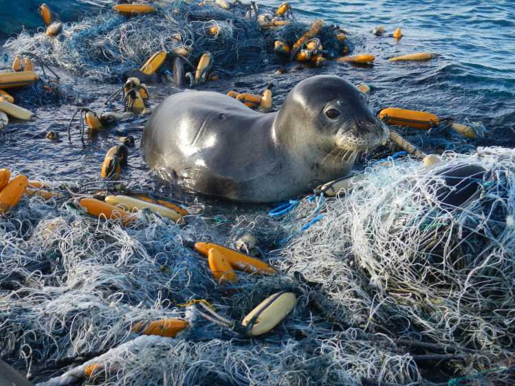 Hawaiian monk seal entangled in fishing gear