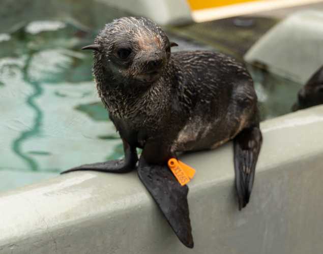 rusty northern fur seal