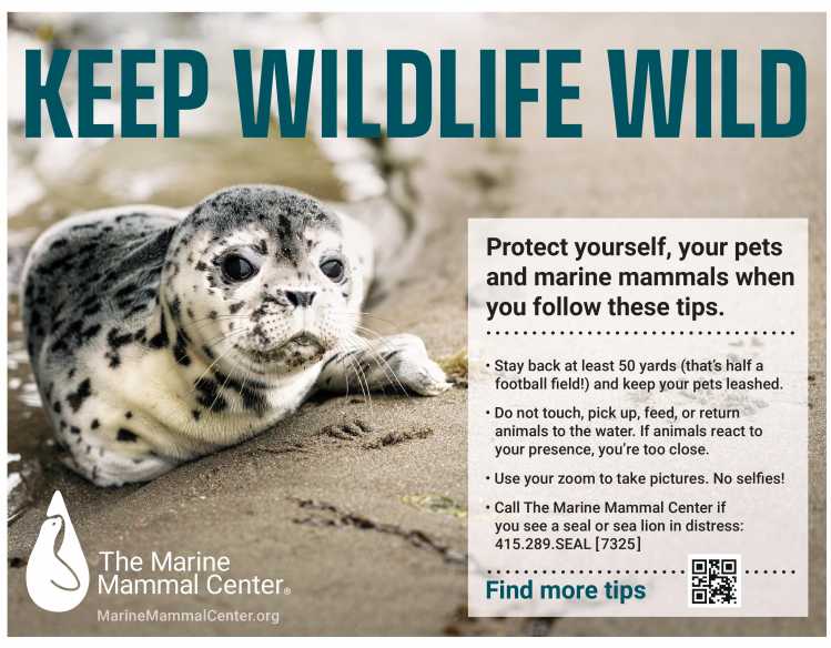 Keep Wildlife Wild graphic with harbor seal pup and tips