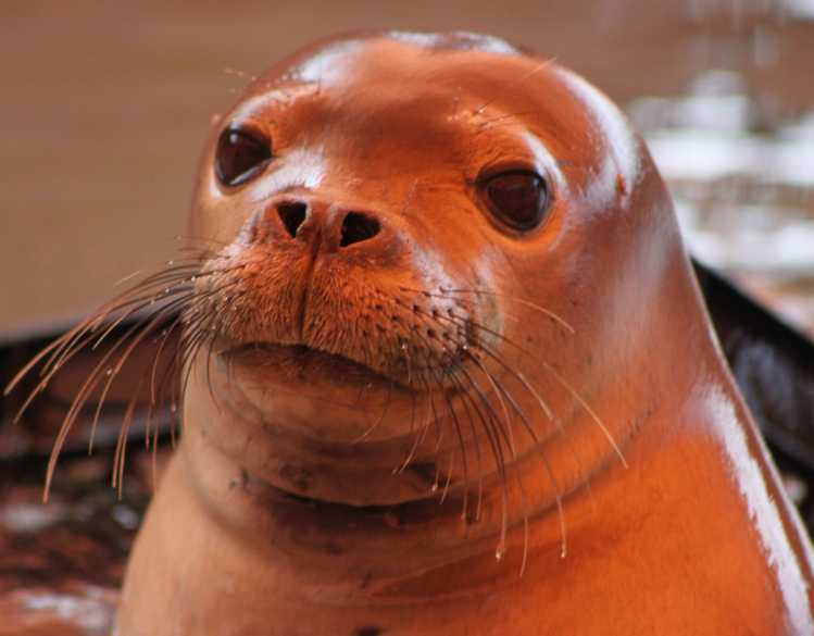 Hawaiian monk seal Maka ala