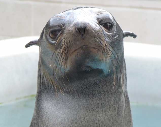 Guadalupe fur seal Herb